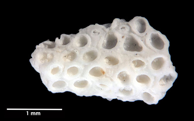 Senckenberg, Bryozoa, Bryozoen, Moostierchen, Sammlung Voigt