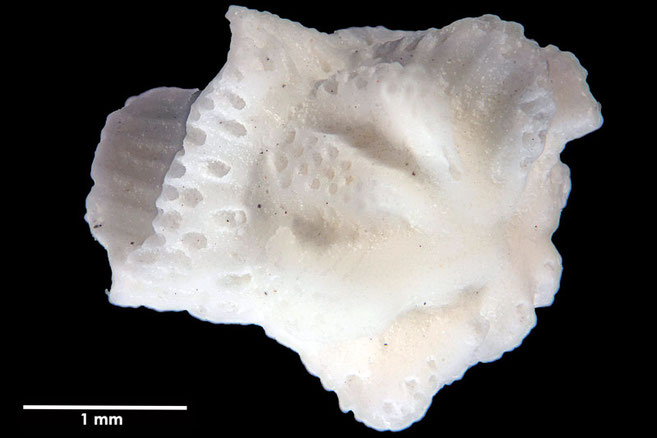 Senckenberg, Bryozoa, Bryozoen, Moostierchen, Sammlung Voigt