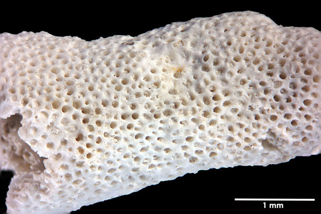 Senckenberg, Bryozoa, Bryozoen, Moostierchen, Sammlung Voigt