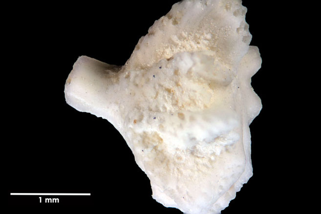 Senckenberg, Bryozoa, Bryozoen, Moostierchen, Sammlung Voigt