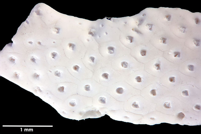 Senckenberg, Bryozoa, Bryozoen, Moostierchen, Sammlung Voigt