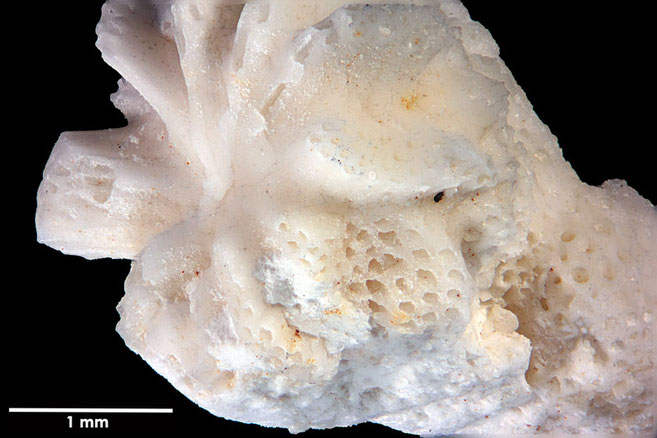 Senckenberg, Bryozoa, Bryozoen, Moostierchen, Sammlung Voigt