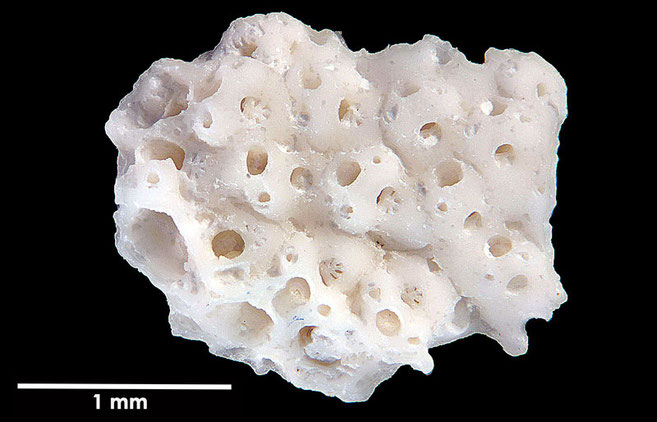 Senckenberg, Bryozoa, Bryozoen, Moostierchen, Sammlung Voigt