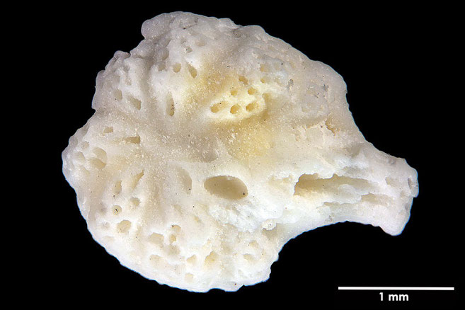 Senckenberg, Bryozoa, Bryozoen, Moostierchen, Sammlung Voigt