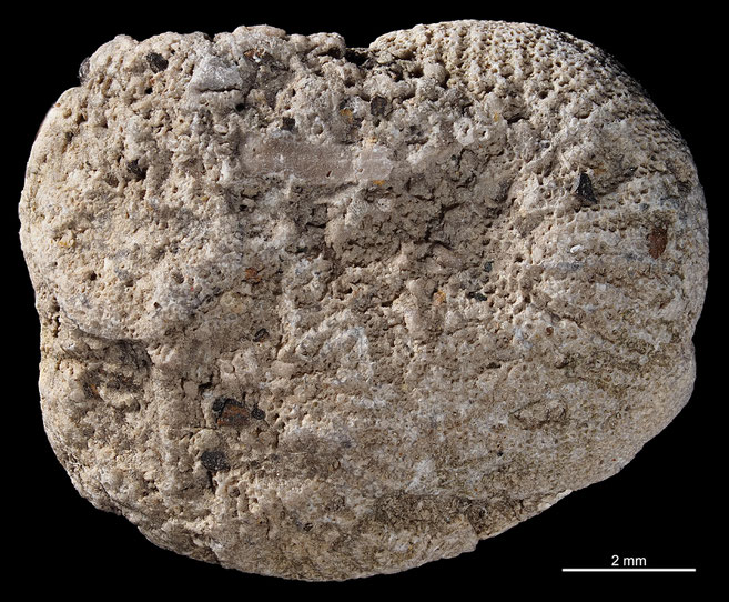 Senckenberg, Bryozoa, Bryozoen, Moostierchen, Sammlung Voigt