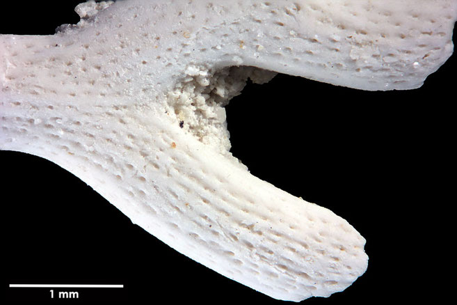 Senckenberg, Bryozoa, Bryozoen, Moostierchen, Sammlung Voigt