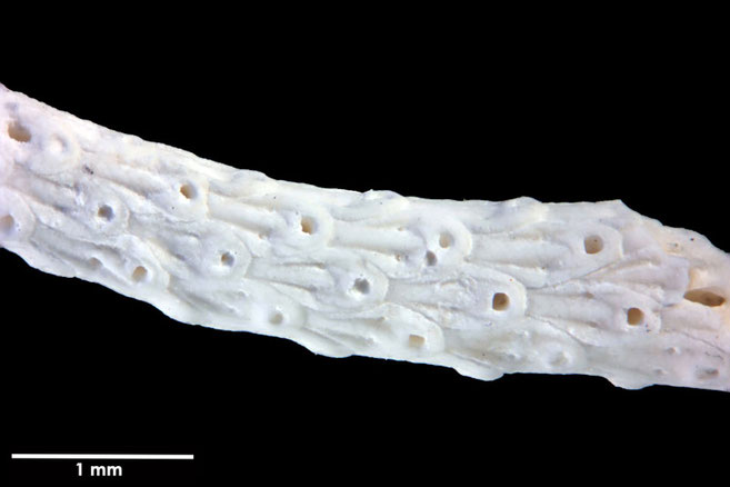 Senckenberg, Bryozoa, Bryozoen, Moostierchen, Sammlung Voigt