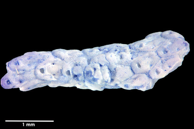 Senckenberg, Bryozoa, Bryozoen, Moostierchen, Sammlung Voigt