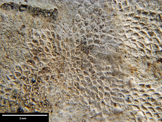 Senckenberg, Bryozoa, Bryozoen, Moostierchen, Sammlung Voigt