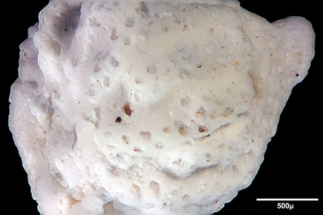 Senckenberg, Bryozoa, Bryozoen, Moostierchen, Sammlung Voigt