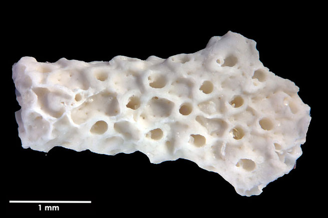 Senckenberg, Bryozoa, Bryozoen, Moostierchen, Sammlung Voigt