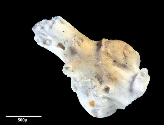 Senckenberg, Bryozoa, Bryozoen, Moostierchen, Sammlung Voigt