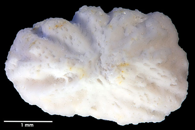 Senckenberg, Bryozoa, Bryozoen, Moostierchen, Sammlung Voigt