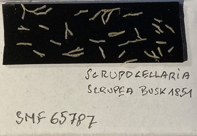 Senckenberg, Bryozoa, Bryozoen, Moostierchen, Sammlung Voigt