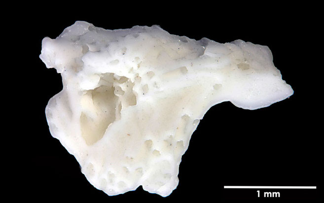 Senckenberg, Bryozoa, Bryozoen, Moostierchen, Sammlung Voigt