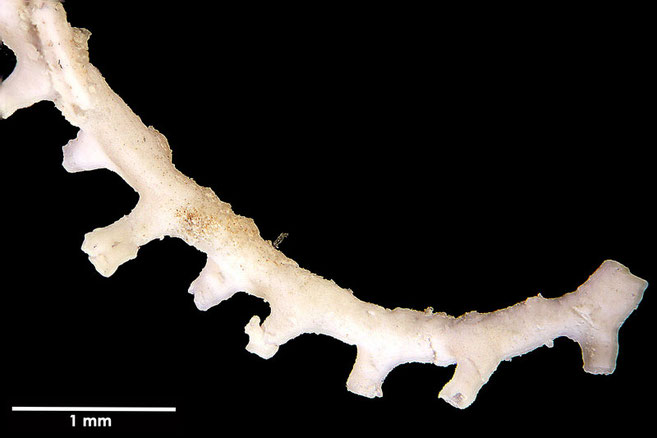 Senckenberg, Bryozoa, Bryozoen, Moostierchen, Sammlung Voigt