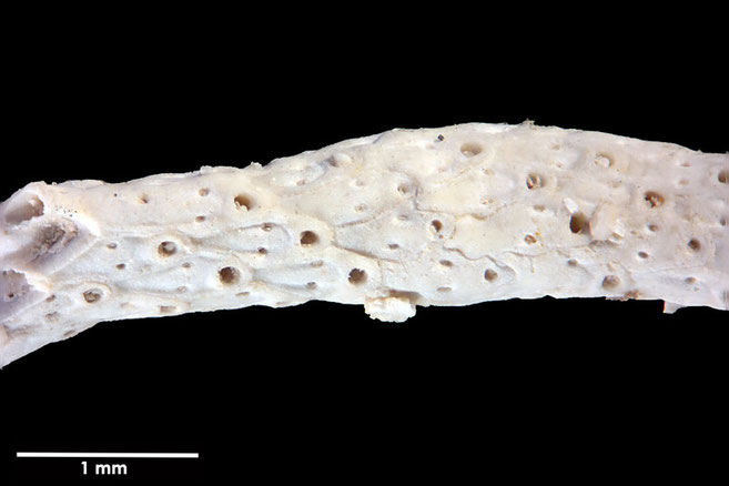 Senckenberg, Bryozoa, Bryozoen, Moostierchen, Sammlung Voigt