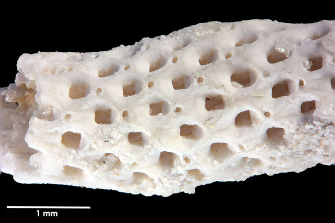 Senckenberg, Bryozoa, Bryozoen, Moostierchen, Sammlung Voigt