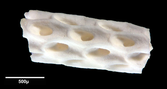 Senckenberg, Bryozoa, Bryozoen, Moostierchen, Sammlung Voigt