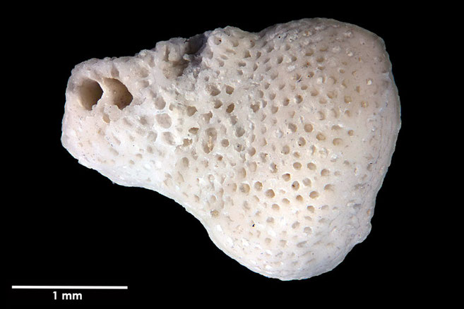 Senckenberg, Bryozoa, Bryozoen, Moostierchen, Sammlung Voigt