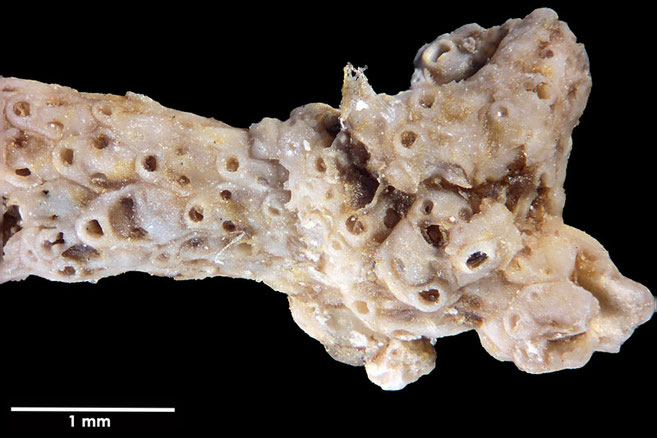 Senckenberg, Bryozoa, Bryozoen, Moostierchen, Sammlung Voigt