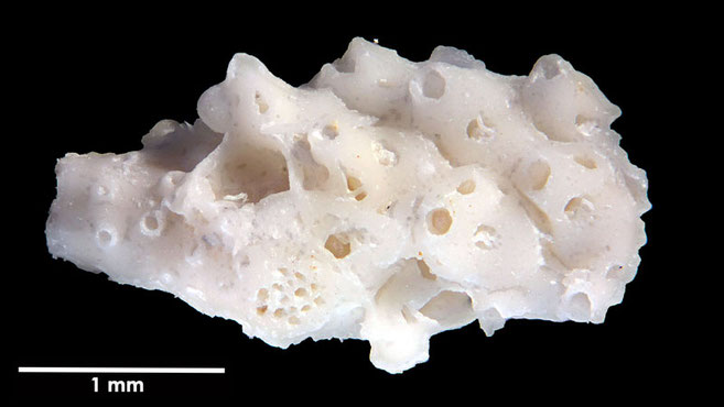 Senckenberg, Bryozoa, Bryozoen, Moostierchen, Sammlung Voigt