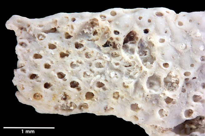 Senckenberg, Bryozoa, Bryozoen, Moostierchen, Sammlung Voigt