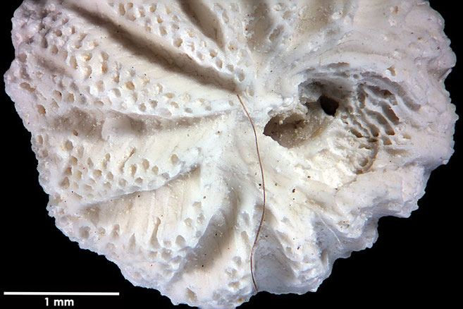 Senckenberg, Bryozoa, Bryozoen, Moostierchen, Sammlung Voigt