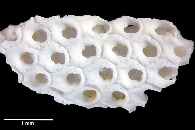 Senckenberg, Bryozoa, Bryozoen, Moostierchen, Sammlung Voigt