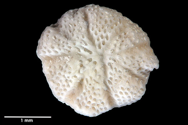 Senckenberg, Bryozoa, Bryozoen, Moostierchen, Sammlung Voigt