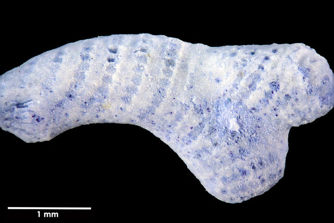 Senckenberg, Bryozoa, Bryozoen, Moostierchen, Sammlung Voigt