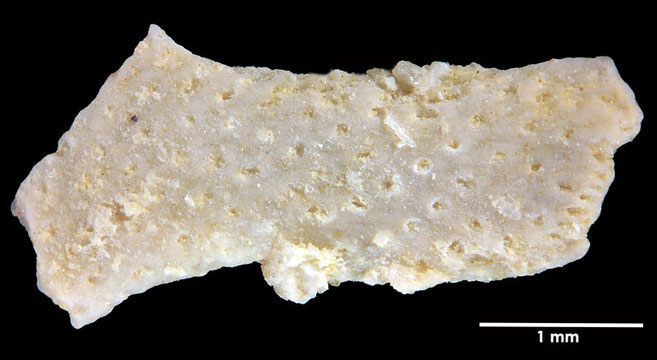 Senckenberg, Bryozoa, Bryozoen, Moostierchen, Sammlung Voigt