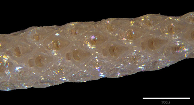 Senckenberg, Bryozoa, Bryozoen, Moostierchen, Sammlung Voigt