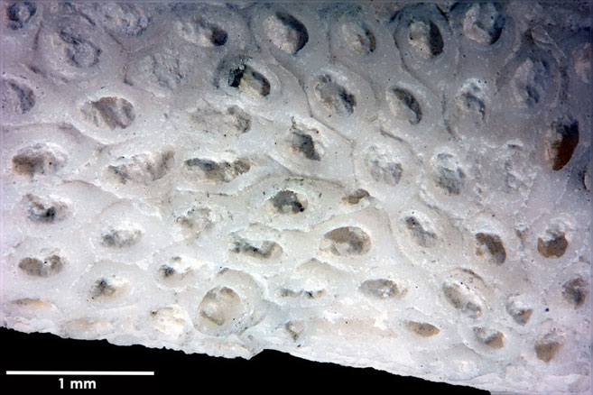 Senckenberg, Bryozoa, Bryozoen, Moostierchen, Sammlung Voigt