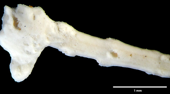 Senckenberg, Bryozoa, Bryozoen, Moostierchen, Sammlung Voigt