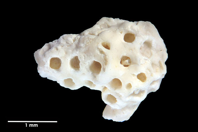 Senckenberg, Bryozoa, Bryozoen, Moostierchen, Sammlung Voigt