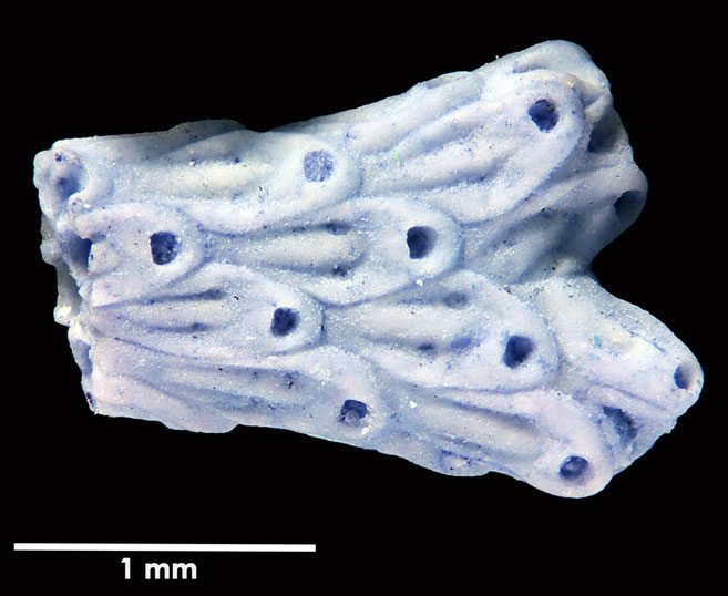 Senckenberg, Bryozoa, Bryozoen, Moostierchen, Sammlung Voigt