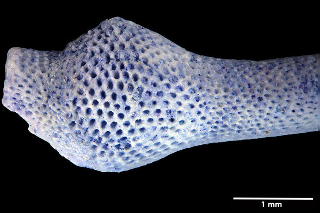 Senckenberg, Bryozoa, Bryozoen, Moostierchen, Sammlung Voigt