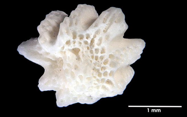 Senckenberg, Bryozoa, Bryozoen, Moostierchen, Sammlung Voigt