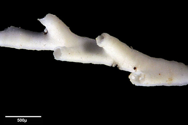 Senckenberg, Bryozoa, Bryozoen, Moostierchen, Sammlung Voigt