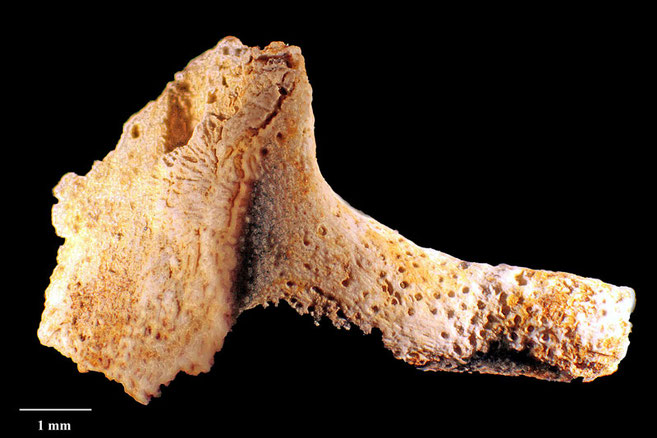 Senckenberg, Bryozoa, Bryozoen, Moostierchen, Sammlung Voigt