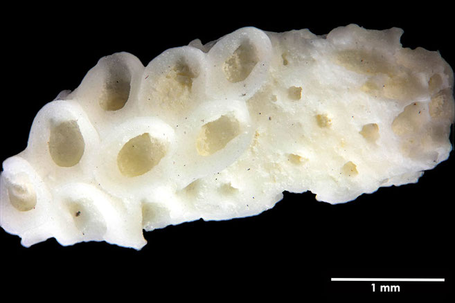 Senckenberg, Bryozoa, Bryozoen, Moostierchen, Sammlung Voigt