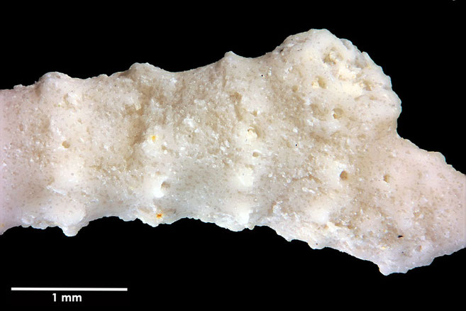 Senckenberg, Bryozoa, Bryozoen, Moostierchen, Sammlung Voigt