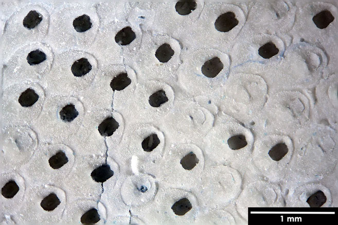 Senckenberg, Bryozoa, Bryozoen, Moostierchen, Sammlung Voigt