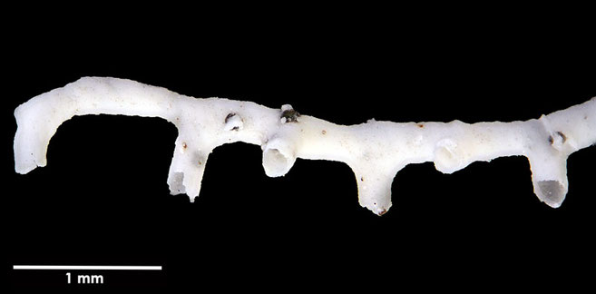 Senckenberg, Bryozoa, Bryozoen, Moostierchen, Sammlung Voigt