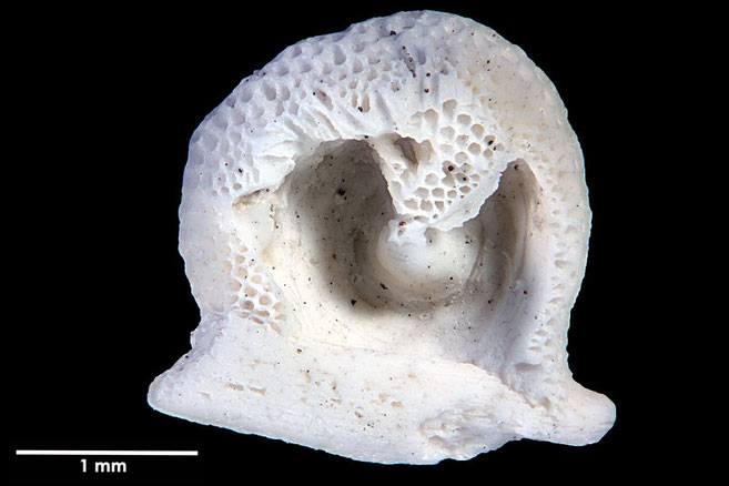 Senckenberg, Bryozoa, Bryozoen, Moostierchen, Sammlung Voigt