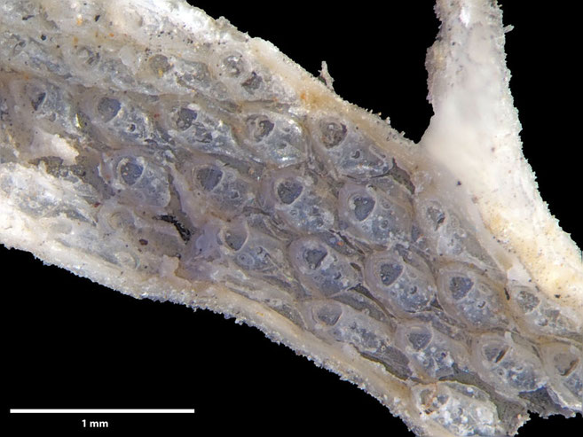 Senckenberg, Bryozoa, Bryozoen, Moostierchen, Sammlung Voigt