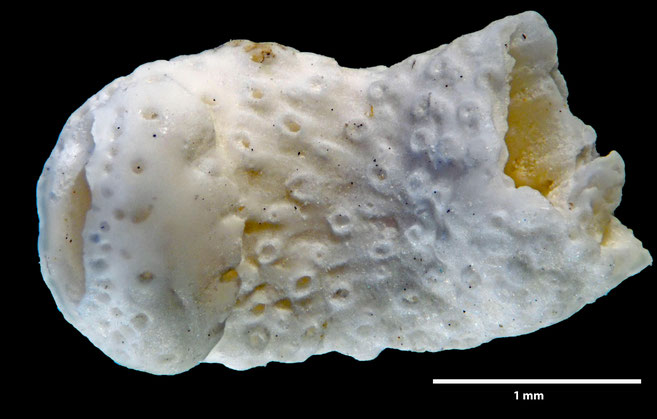 Senckenberg, Bryozoa, Bryozoen, Moostierchen, Sammlung Voigt