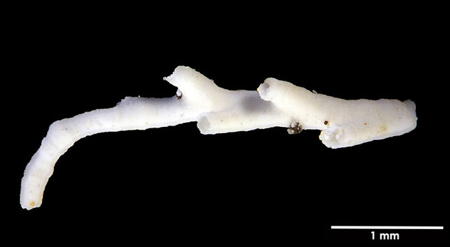 Senckenberg, Bryozoa, Bryozoen, Moostierchen, Sammlung Voigt