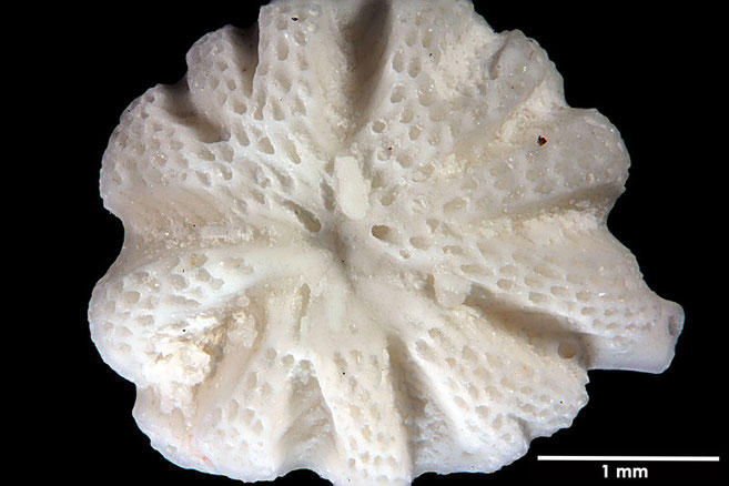 Senckenberg, Bryozoa, Bryozoen, Moostierchen, Sammlung Voigt